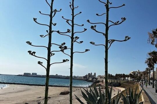 Private Day Trip Cadiz and Jerez in Seville