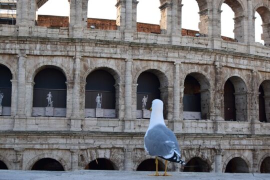Roma Port Tour to Vatican, Colosseum, Main Squares, with Lunch