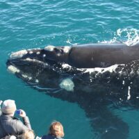 Cruises, Sailing & Water Tours