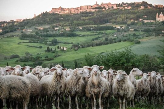 Montepulciano and Pienza Tuscany Wine&Cheese Fullday from Rome