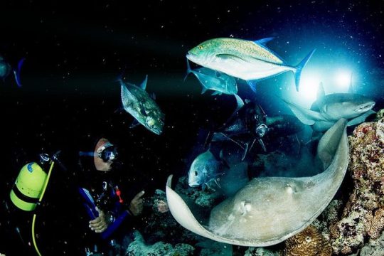 PADI Night Diver Speciality at Puerto de Mogan