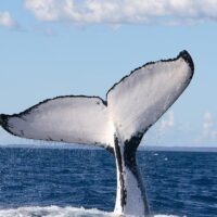 Cruises, Sailing & Water Tours