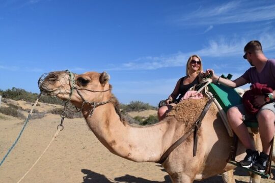 Camel riding in the dunes of Maspalomas