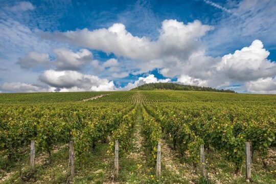 Private Day Tour: Chablis Vine from Paris