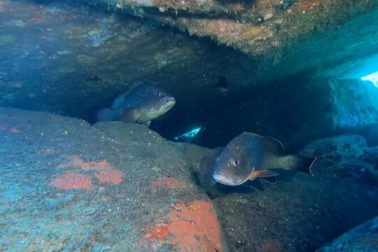 Double dive in the Capo Carbonara Marine Protected Area, for patents.