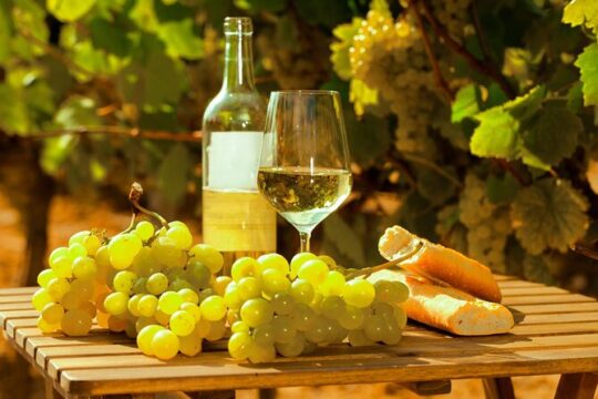Private Rome’s Wine Tasting Tour in Frascati - Exclusive