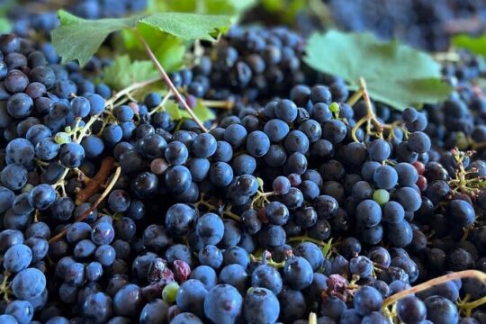 Grape Stomping Experience and Wine Tasting