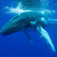 Cruises, Sailing & Water Tours