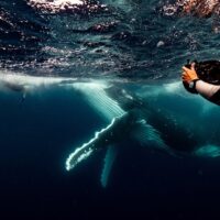 Swim with Dolphins
