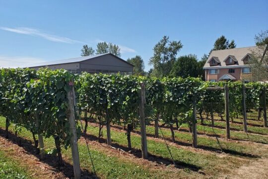 Fraser Valley Wine Tour with a light Lunch from Vancouver