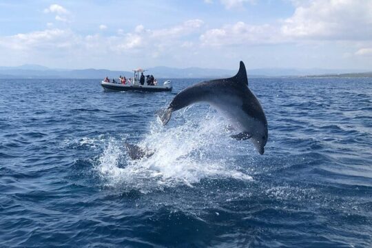 Dolphin Watching and Snorkeling in Figarolo in Sardinia