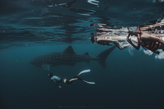 6 Hrs Whale Shark Private Watching Activity in Isla Mujeres