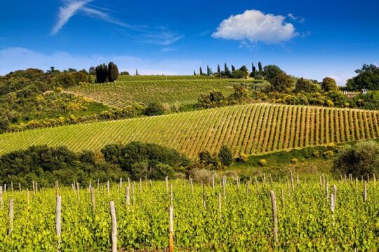 Classic Wine Tour in Chianti from Florence