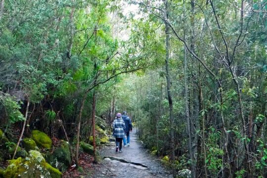kunanyi/Mt Wellington Explorer Bus - One Way Tour