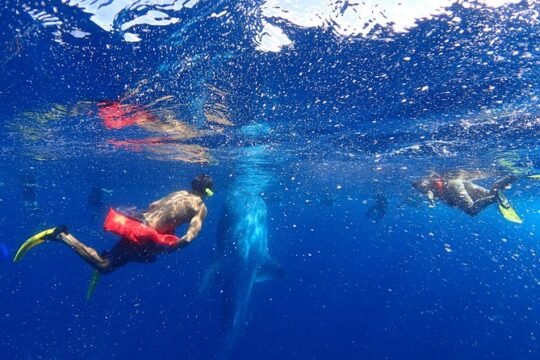 Whale Shark & Manta Ray Snorkel -(May-Sept) Only 10pp per Boat