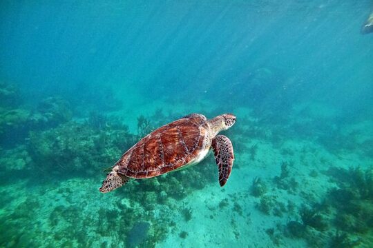 Snorkel at Turtle Habitat at Akumal from Tulum City