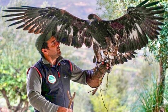 Interactive path of birds of prey