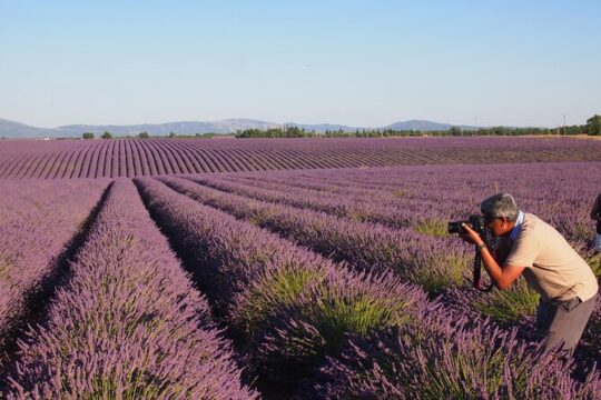 Sunset Lavender Tour in Valensole with pickup from Marseille