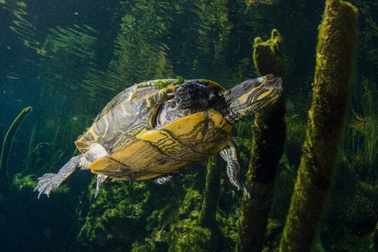 Cenotes snorkeling excursion