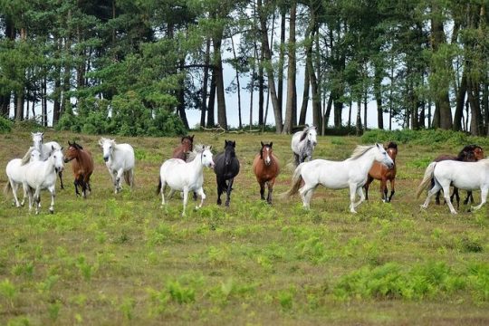 New Forest & Salisbury Day Tour from Southampton