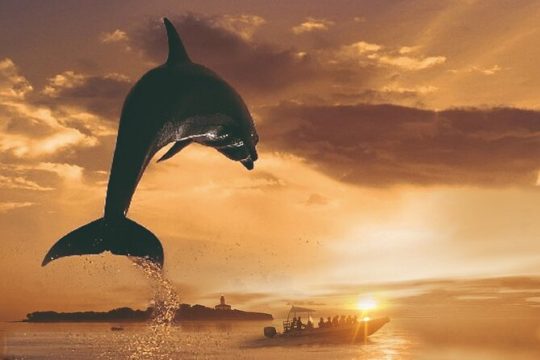 Dolphin Watching at Dawn in Alcúdia