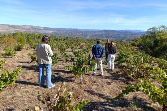 Madrid: Visit to 1 Winery & Tasting in English