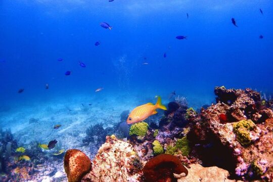 SPECIAL! Snorkel at MUSA - The Underwater Museum Reservation