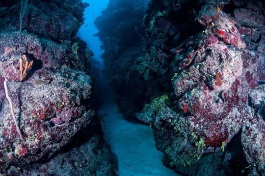 1 Tank Dive for certified divers
