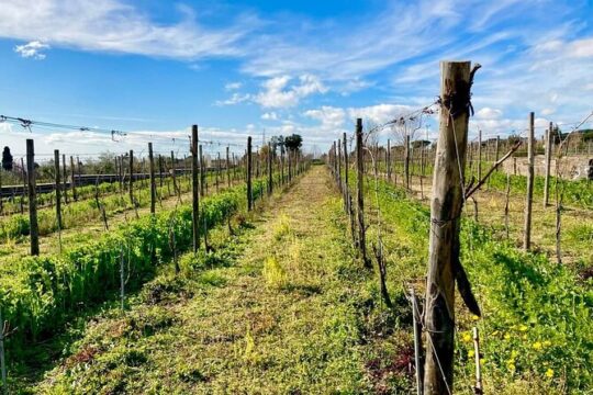 Pompeii tour and wine tasting