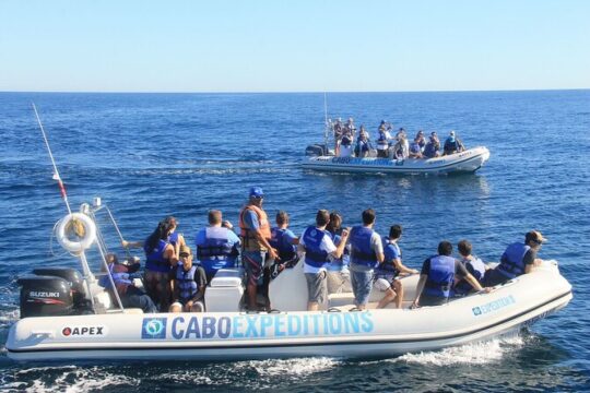 Whale Watching Zodiac in Cabo San Lucas with comp transportation