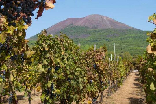 Pompeii SkipTheLine with Lunch&WineTasting from Rome