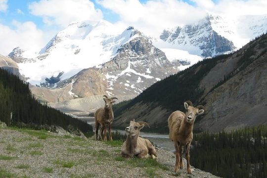 Private Tour: Experience the Canadian Rocky Mountains