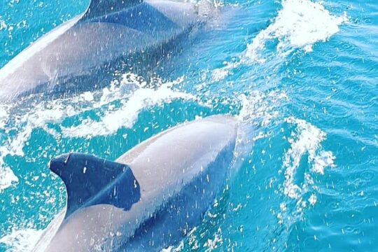 Walk and dolphin watching in Fuengirola + 1 drink