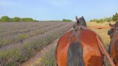 Tourist walks in the Calèche in the heart of the Luberon.