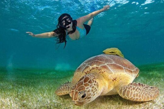 Turtles & Tulum Ruins! Round Transportation from Tulum City
