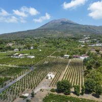 Wine Tasting & Winery Tours