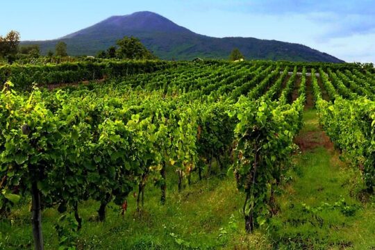 Vesuvius with Wine Tasting and lunch included from Naples