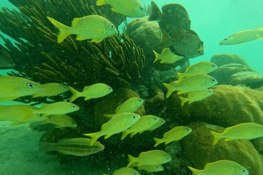 Cenote and Turtles Swim Tour! Coral Reef Adventure from Tulum