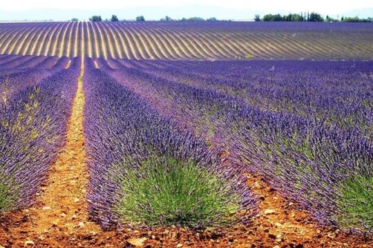 Provence Lavender Fields Tour In Valensole from Marseille