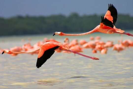 Pink Lake Lagoon and Rio Lagartos Tour from Mayan Riviera