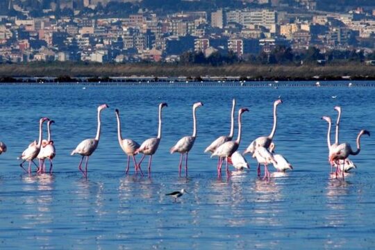 Flamingos Sightseeing Segway Tour
