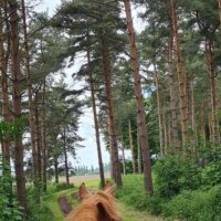 Horseback Riding
