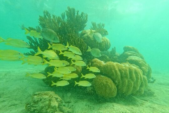 Turtles & Cenote! Half Day Adventure from Tulum & Playa del Carmen