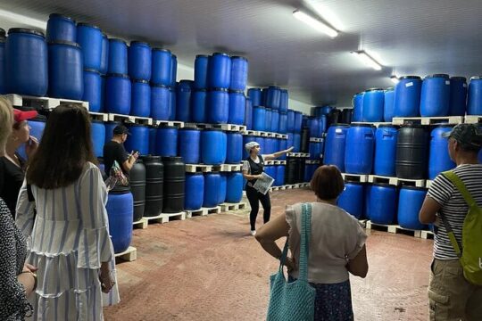 Tavira Olive Experience Factory Tour and Tasting