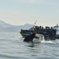 Dolphin & Whale Watching