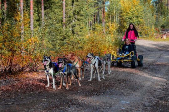 Small-Group Husky Sledding on Wheels in Rovaniemi in the fall