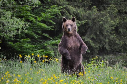 Bear watching in the Land of Volcanoes