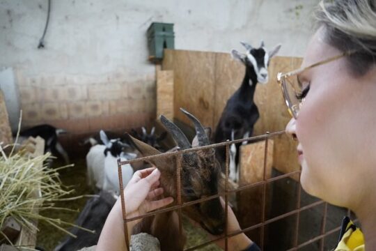 Goat Cheese Tour and Tasting at the Anghiari Farmhouse