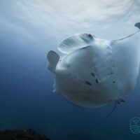 Shark Diving