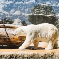 Zoo Tickets & Passes